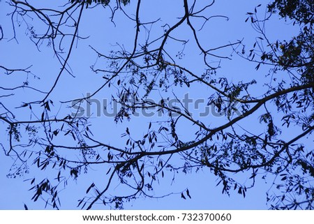 Tree Branch In Silhouette Over Cloudy Blue Sky