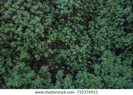 Natural coniferous wood texture. Green fir branches.