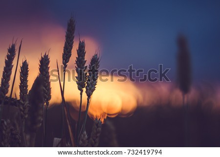 Wheat ears in evening sunset light. Natural light back lit. Beautiful sun flares bokeh