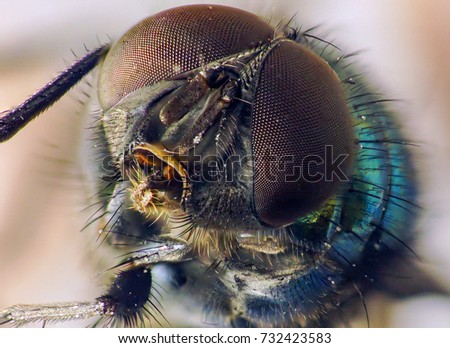   Macro, insects. Head of a fly with big eyes.                             