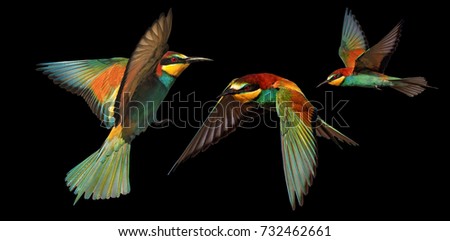 set of color birds in flight isolated on a black background