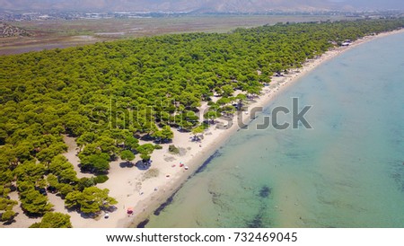 Aerial drone photo from famous natural Park and wetland of Schinias with rare Pine trees and turquoise clear waters, Marathon, Attica, Greece