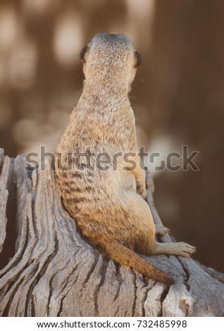 Portrait of meerkat. Suricata suricatta.
