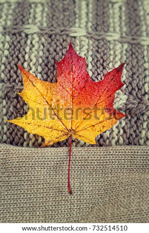 Autumn maple leaf on knitted sweater background. Symbol of cozy autumn. warm knitted clothes. fall season. sweater-weather concept. flat lay