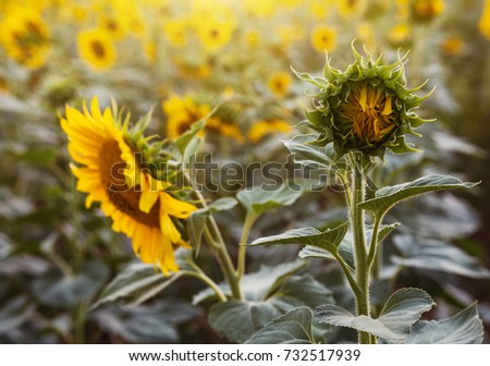 Young sunflower bud in the field on a summer sunny day.