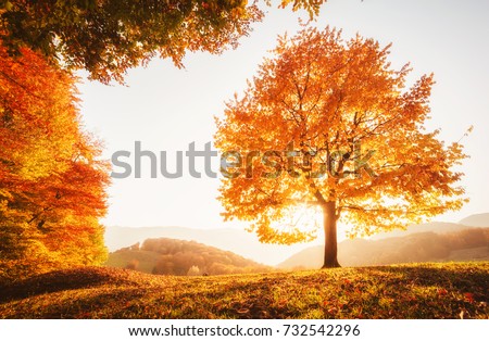 Awesome image of the shiny beech tree on a hill slope at mountain valley. Dramatic scene. Orange and yellow leaves. Location place Carpathians, Ukraine, Europe. Beauty world. Breathtaking wallpaper.