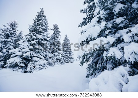 Scenic image of spruces tree. Frosty day, calm wintry scene. Location Carpathian, Ukraine, Europe. Ski resort. Great picture of wild area. Explore the beauty of earth. Blue toning. Happy New Year! 