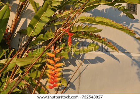 heliconia flower
