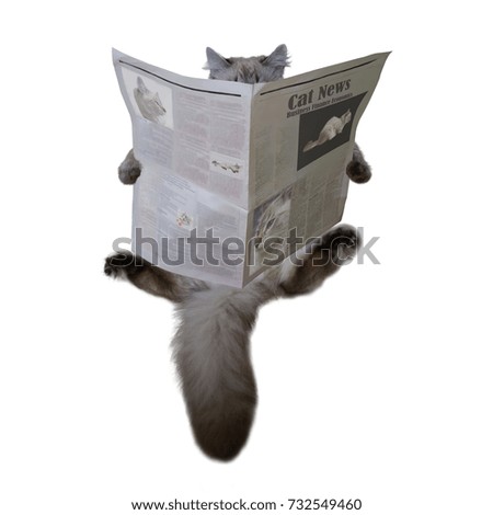 The cat is sitting and reading the newspaper. Front view. Isolated on white background.