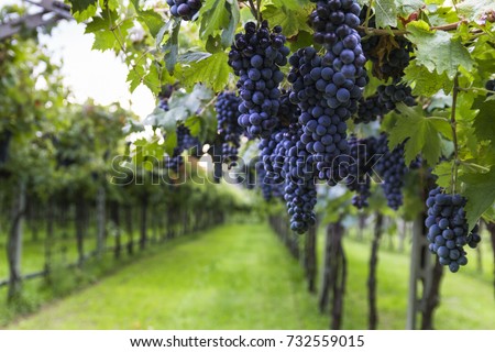 Bunches of ripe grapes before harvest. Royalty-Free Stock Photo #732559015
