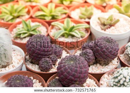 frailea Cactus strange in pot white gravel background