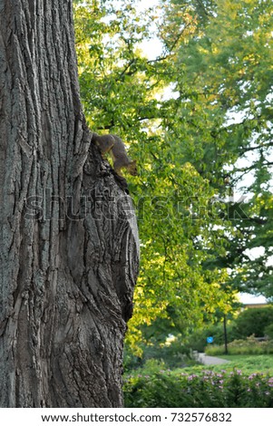 Squirrel sitting on a tree. 