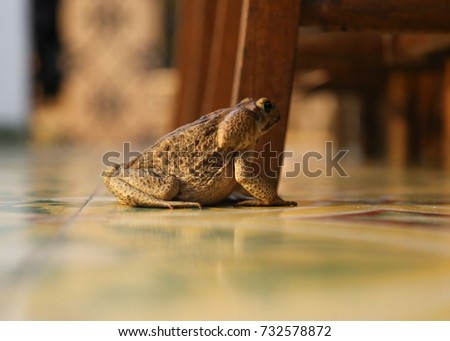 Toad looking for food in the kitchen