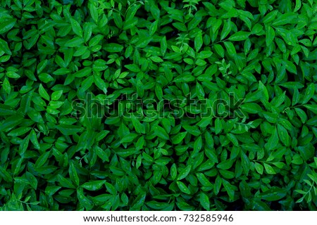 Dew and Green leaves background. Green leaves color dark tone after raining in the morning.Tropical Plant,environment,fresh,photo concept nature and plant.