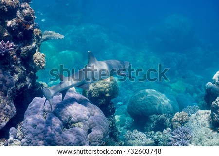 Shark in the Great Barrier Reef Conservation Reserve