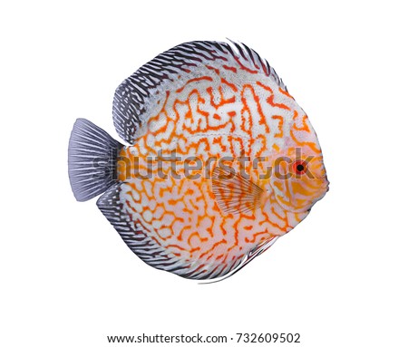 Pompadour, Discus fish on white background.