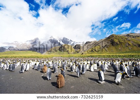 beautiful rocky beach with penguins near snow mountains in antarctic