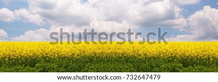 Panorama of yellow flowers field.