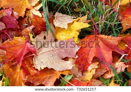 Colourful autumn leaves fallen onto green grass with small water droplets close up