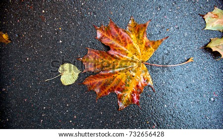 Colourful autumn leaves fallen onto wet asphalt road close up