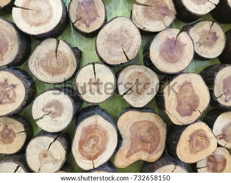 tree stumps background