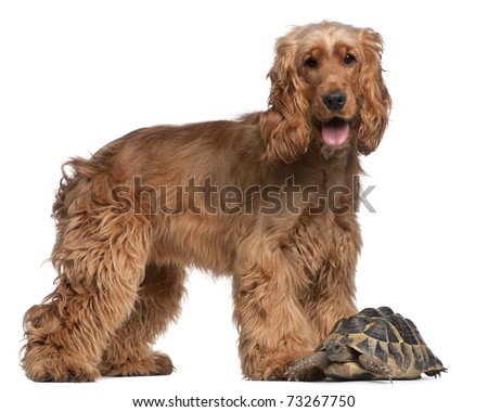 English Cocker Spaniel, 2 years old, and a Hermann's tortoise, Testudo hermanni, in front of white background