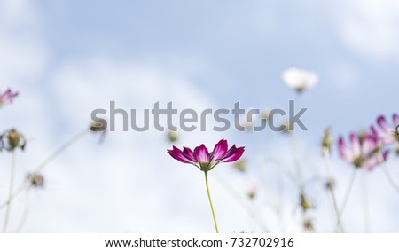 The beauty of the cosmos flowers in the blue sky