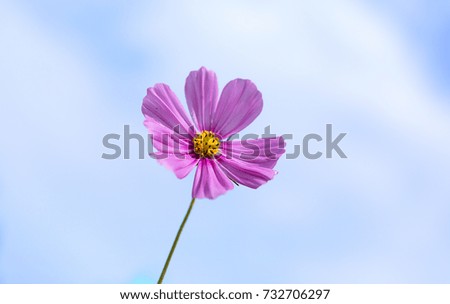 The beauty of the cosmos flowers in the blue sky
