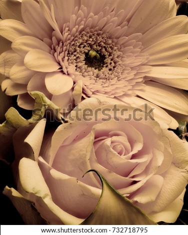Still life fine art elegant floral detailed color flower macro portrait of a wide open rose and gerbera with detailed texture in pastel pink, yellow and green tones