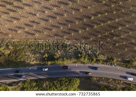 Aerial view of a field cultivated with olive trees,. Photo taken at sunset with shadows of trees standing on the ground