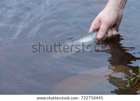 Fish is caught in a fishing lure. The fisherman lets the grayling back into the water, holding it by the tail. Live fish in the water. The photo was taken in cloudy weather.

