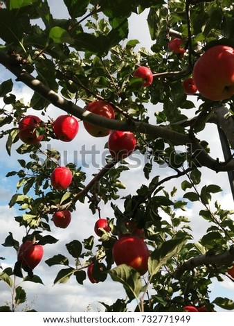 Apple tree Royalty-Free Stock Photo #732771949