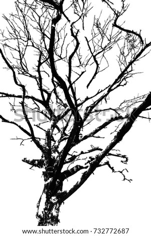 Dried tree with black and white image. Royalty-Free Stock Photo #732772687