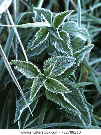 first frost on the leaves and grass photo for micro-stock