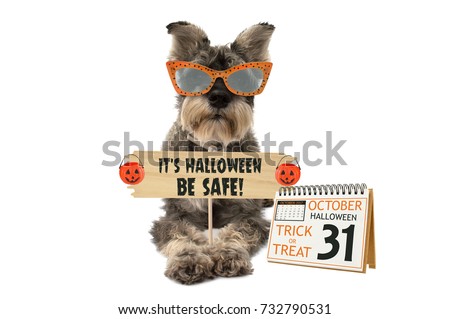 Schnauzer Dog wearing orange polka sunglasses holding It's Halloween Be Safe! sign with hanging mini pumpkins October 31 Calendar Date white background