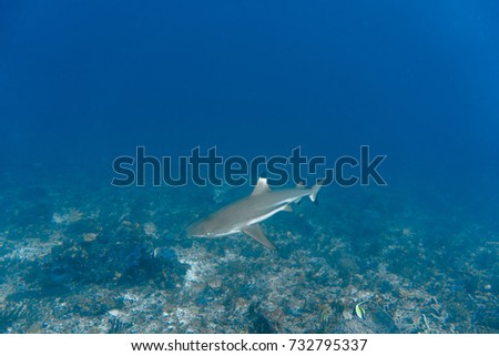 Black Tip Reef Shark