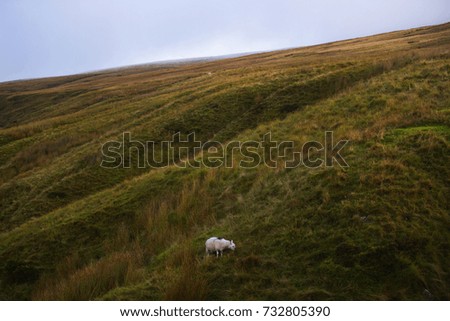single sheep in the field
