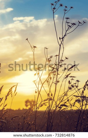 Dry grass  and  sky with sunset