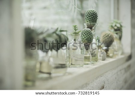 plant in glass bottle, cactus in the garden, terrarium, mini succulent and cactus garden in glass terrarium, branch, flowers, glass of bottle decorations Royalty-Free Stock Photo #732819145