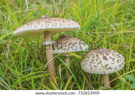 The parasol mushrooms (Macrolepiota procera or Lepiota procera) in nature on green meadow. Group of diferent size mushrooms.