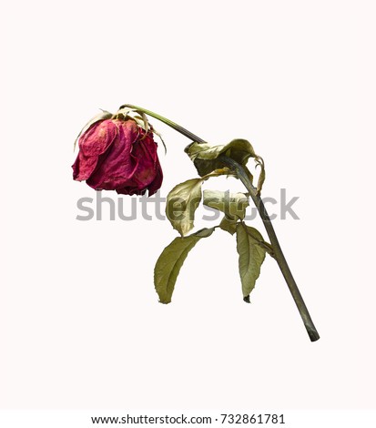  withering red roses  isolated on white background Royalty-Free Stock Photo #732861781