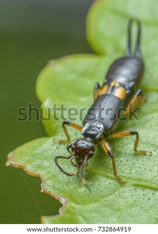 macro closeup on Earwigs which are odd looking insects have pincers or forceps protruding from the abdomen.