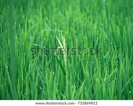 Blur picture of Green Rice field after rain with drop of water