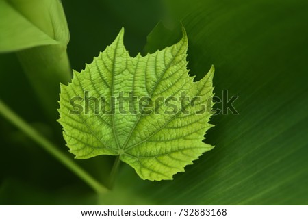 A green vine grape leaf close-up in a blurry foliage background Royalty-Free Stock Photo #732883168