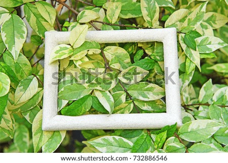 green leaves with picture frame - natural background
