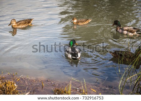 ducks and birds around the pond in Champagne countryside
