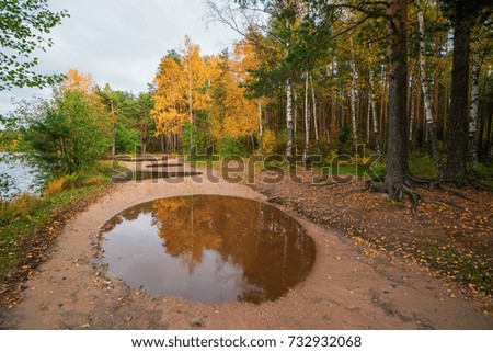 Round the puddle as mirror. Autumn landscape .