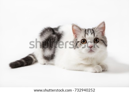 Portrait of Scottish cat bi-color spotted tabby white and black lying on white background