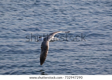Segull flying over the sea. Beautiful sea view