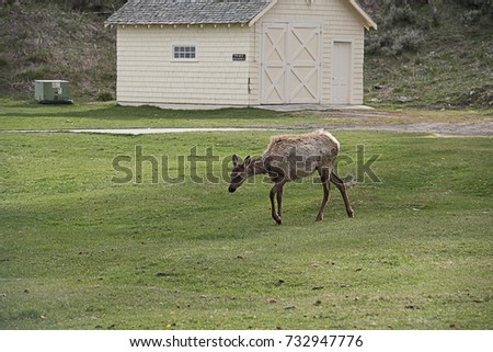 The beautiful and charming mammal that is considered to be the primary prey for predators in Yellowstone. Royalty-Free Stock Photo #732947776